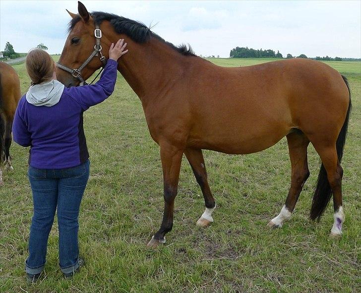 Palomino Charming Miss - Behaving billede 13