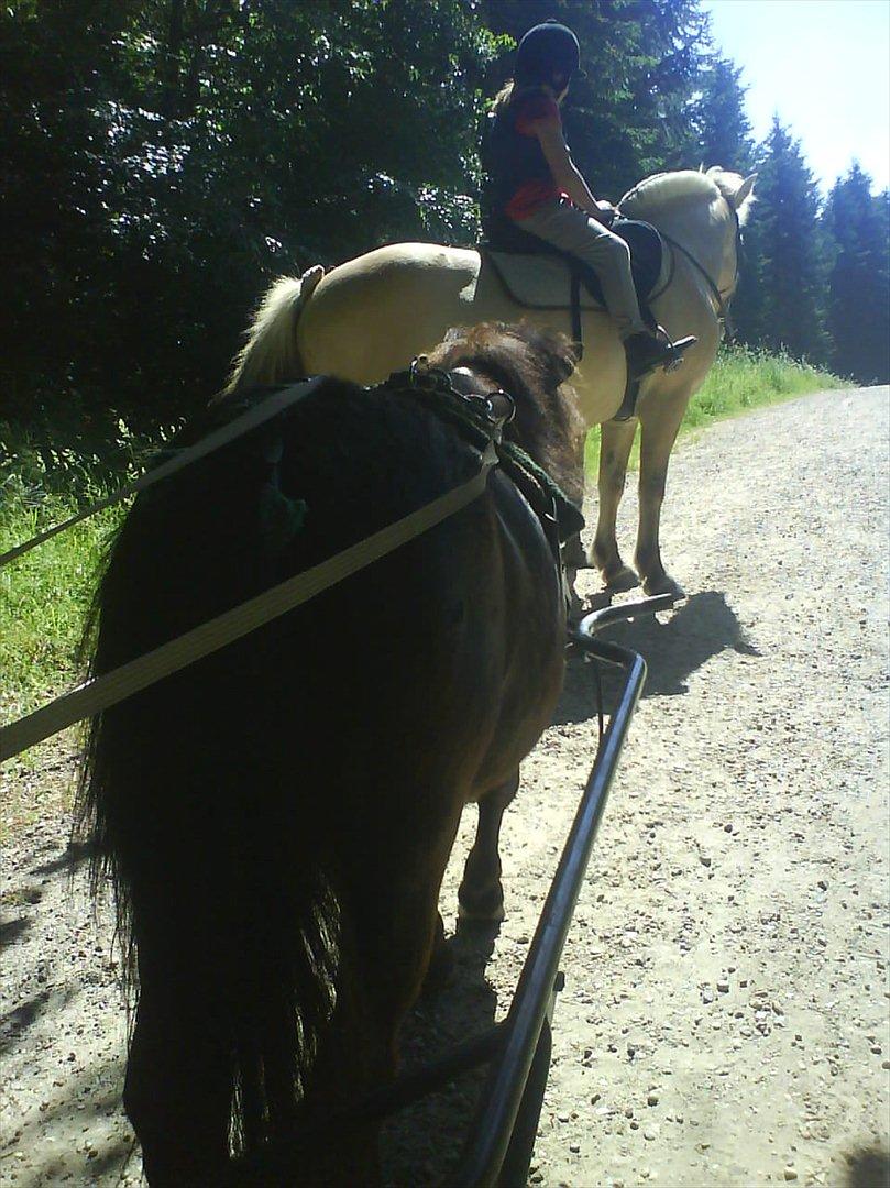 Shetlænder Magnum billede 15