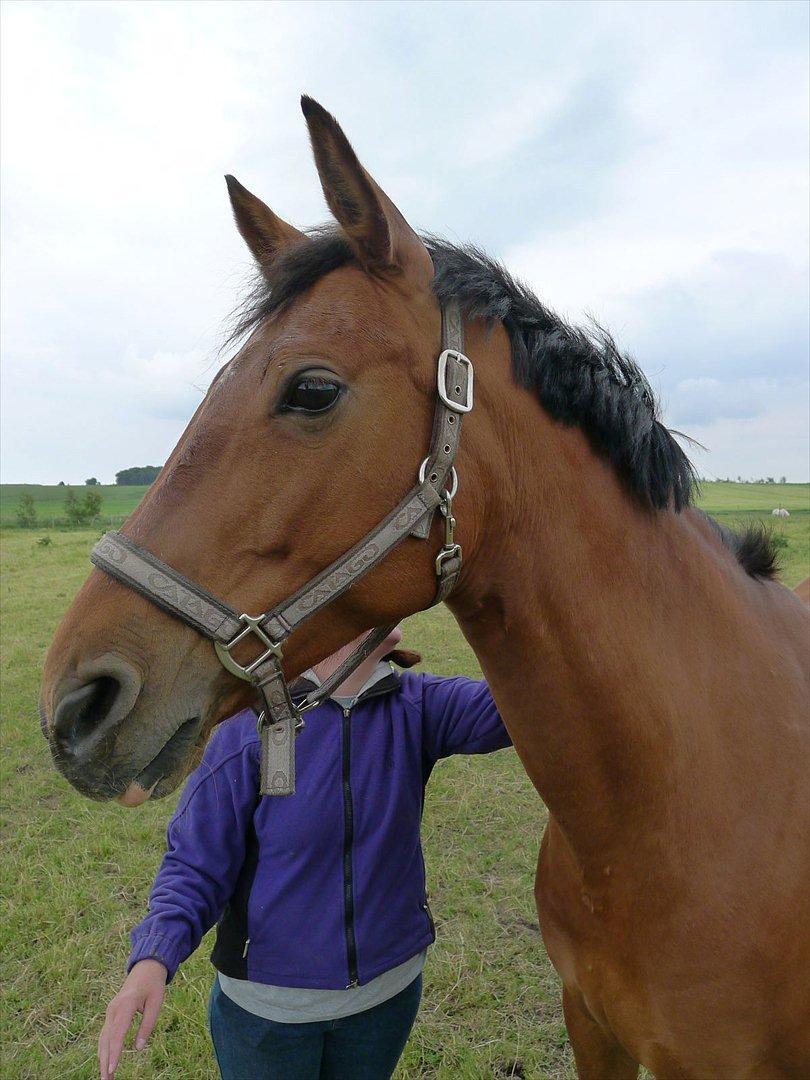 Palomino Charming Miss - Behaving billede 14