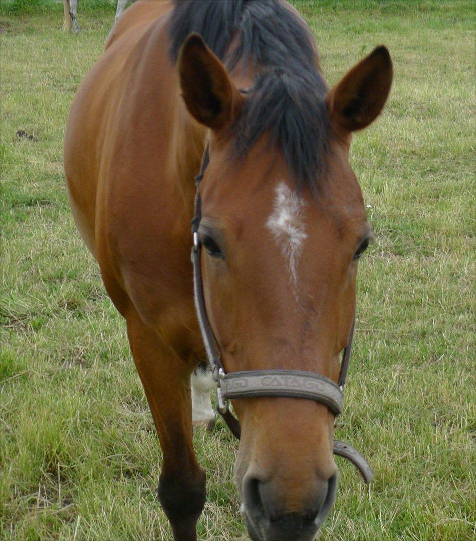 Palomino Charming Miss - Behaving billede 15