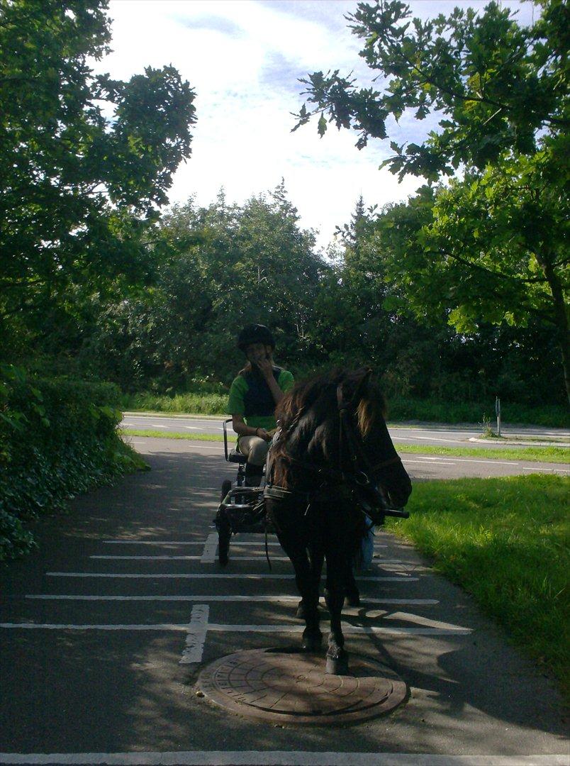 Shetlænder Magnum billede 16