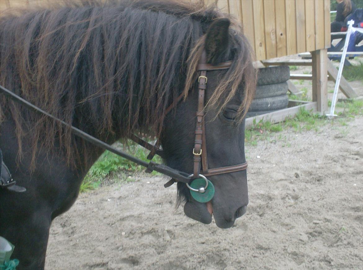 Shetlænder Magnum billede 17