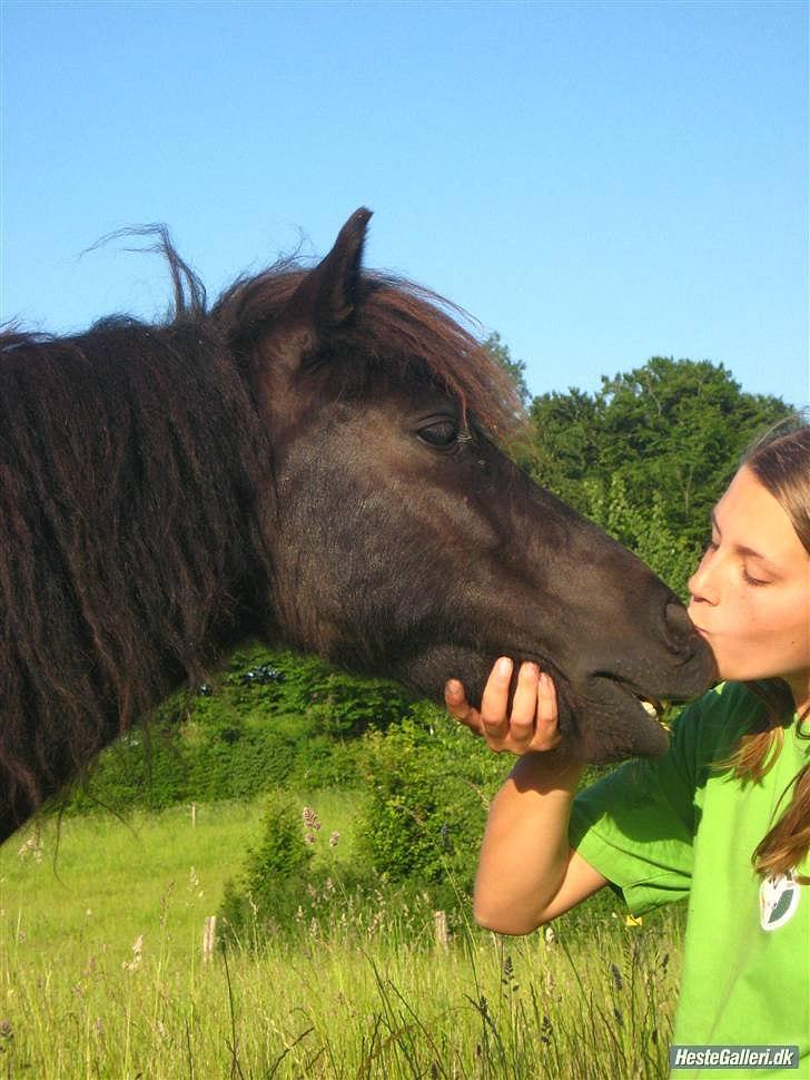 Shetlænder Magnum billede 18