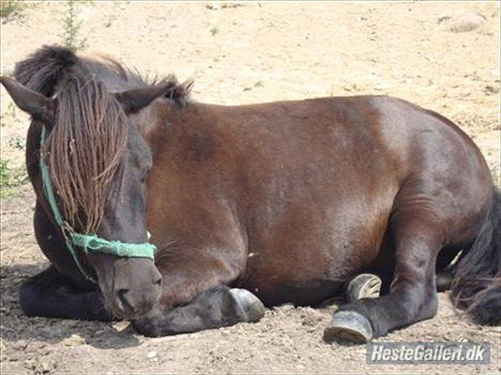 Shetlænder Magnum billede 19