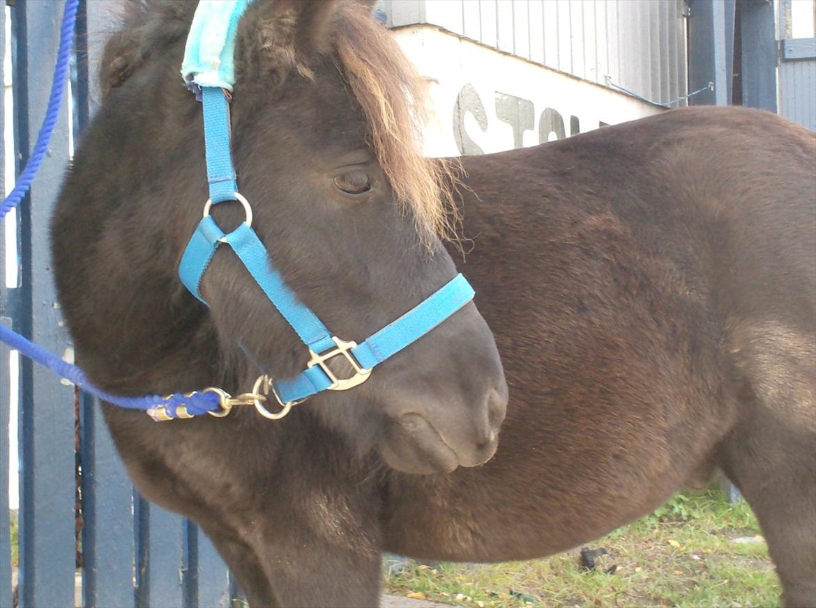 Shetlænder Magnum billede 20