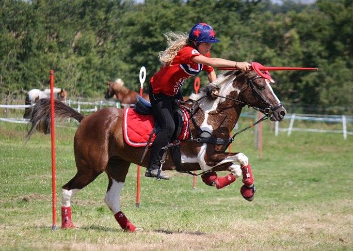 Anden særlig race Shady Lady - Ring til DM Individuelle 2011 billede 5