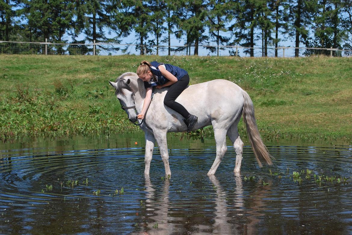 Hollandsk Sportspony LOOK AT ME - Jeg elsker dig basse !<3 Lige da jeg havde fået ham i 2011 billede 14