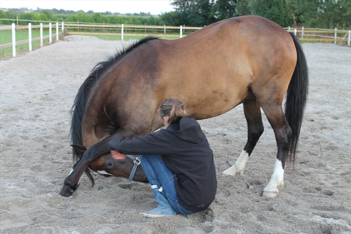New Forest Boss Crasy Legs" MITALT" - Neje på komando :-)
Dejlige pony.. billede 11