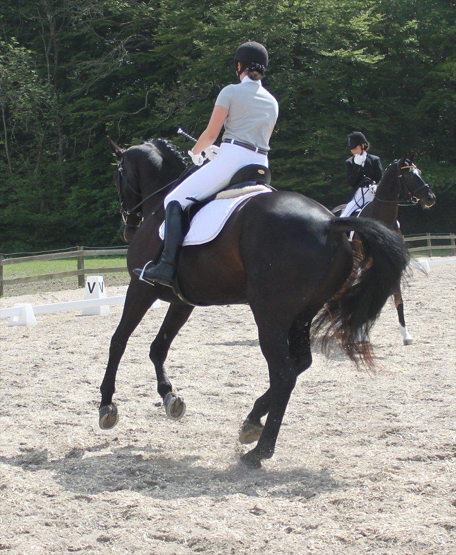 Dansk Varmblod Honduraz Firfod billede 17