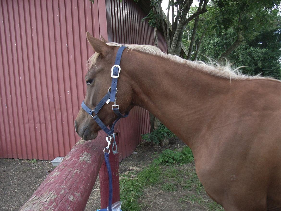 Arabisk fuldblod (OX) Zakiyah El Azraff billede 16