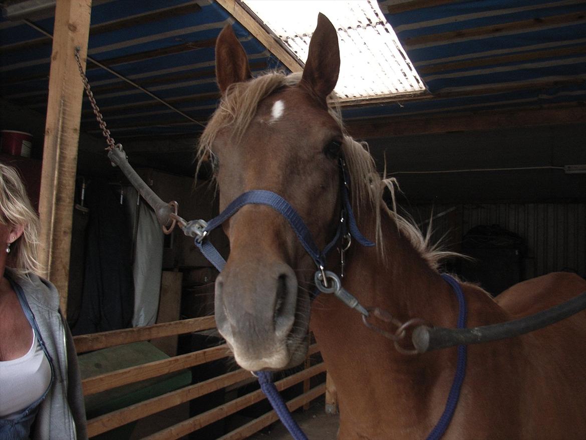 Arabisk fuldblod (OX) Zakiyah El Azraff billede 17