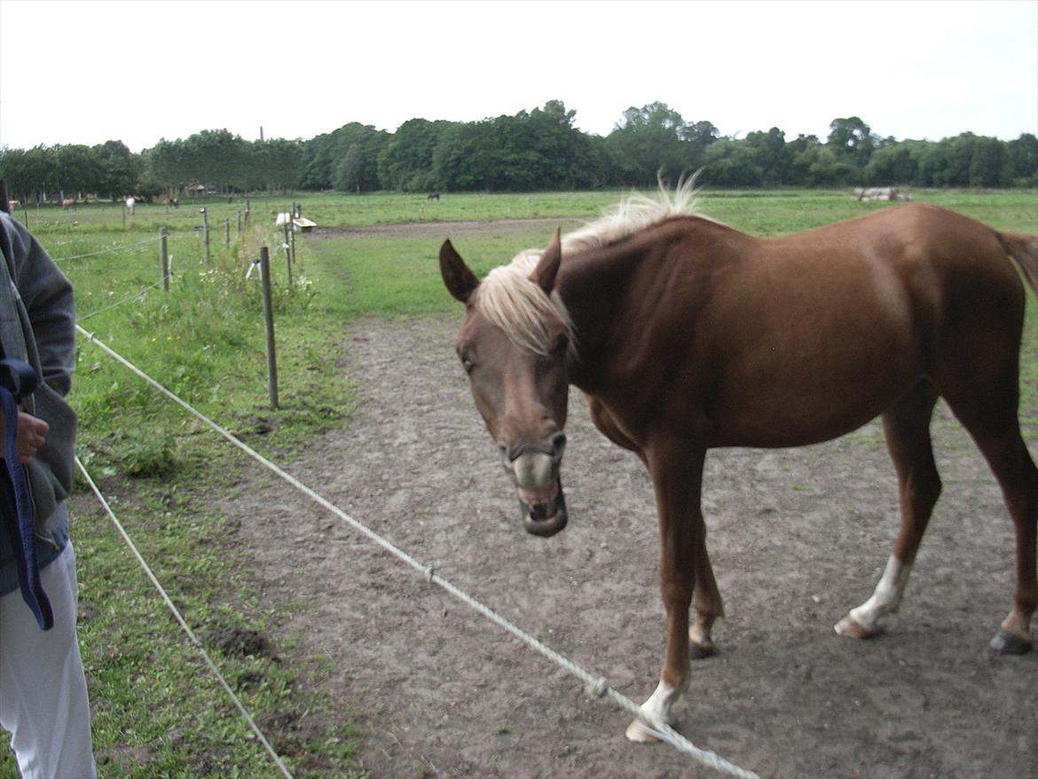 Arabisk fuldblod (OX) Zakiyah El Azraff billede 18