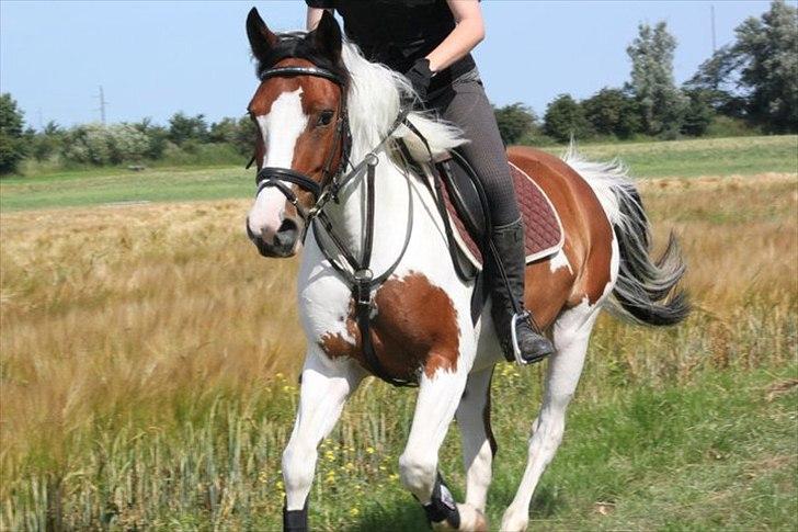 Pinto Zynergy <3 (Baby) - Søborggård ridelejr - Terræn! billede 2