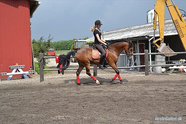 Anden særlig race Sir Anthony - Galop :-) billede 16