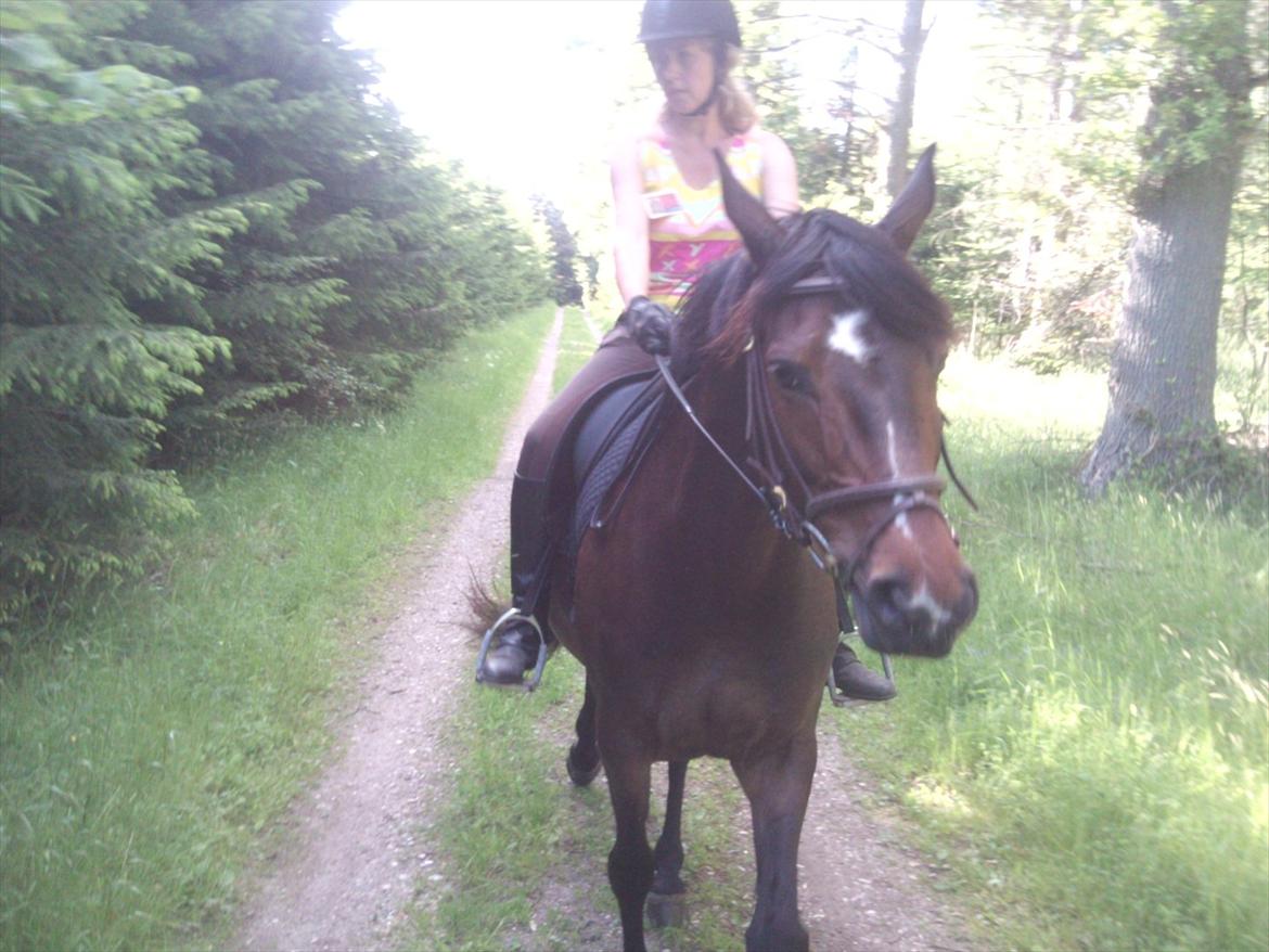 Dansk Varmblod Rudmosens Dejavu - I skoven Foto: mig billede 10