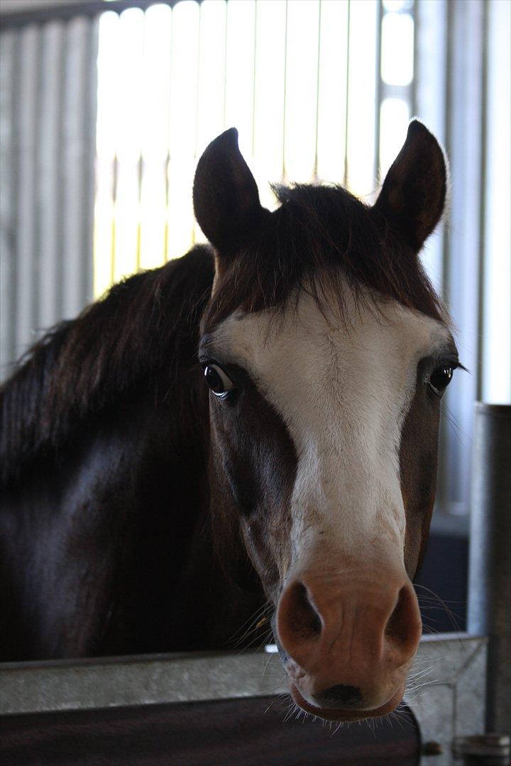 Welsh Pony (sec B) Brookwater Paramount - Hej billede 13
