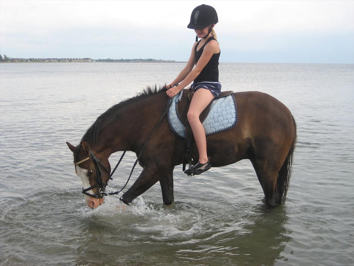 Welsh Pony (sec B) Brookwater Paramount - I vandet en varm sommerdag
 billede 14