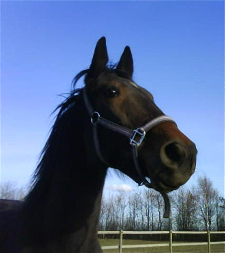 Traver Harley r.i.p min skat - se mej er jeg ikke fin billede 1