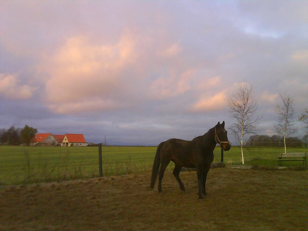 Traver Harley r.i.p min skat - vad var de billede 2