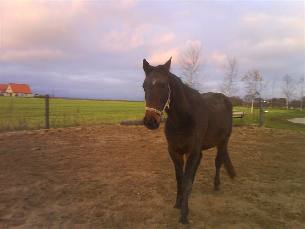 Traver Harley r.i.p min skat - mor kom her billede 3