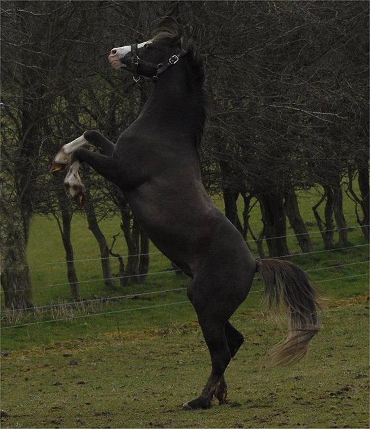 Welsh Pony (sec B) Brookwater Paramount - Jeg er go til at stejle Foto Janni Pedersen billede 17