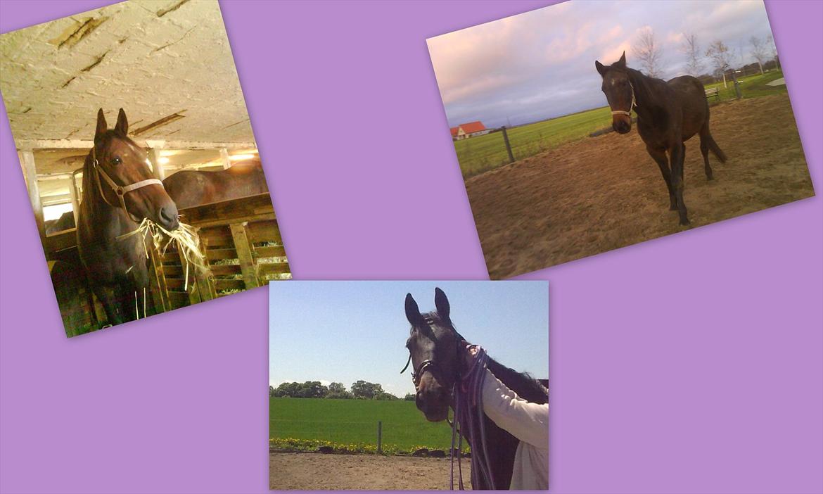 Traver Harley r.i.p min skat - noget min mor har lave ad mej billede 4