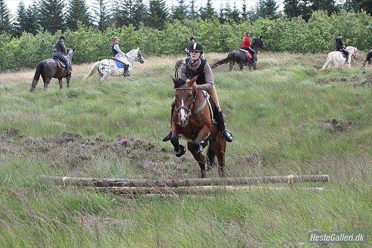 Traver Comet  Søsters hest R.I.P 2012 - Fotograf. Renee billede 10