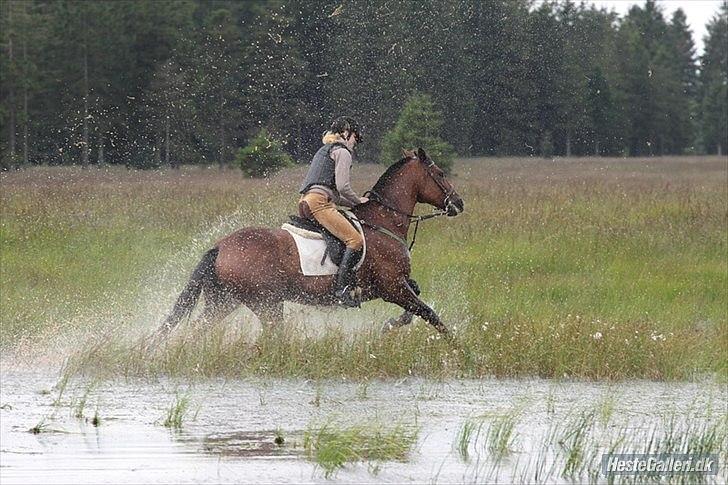 Traver Comet  Søsters hest R.I.P 2012 - Fotograf. Renee billede 14