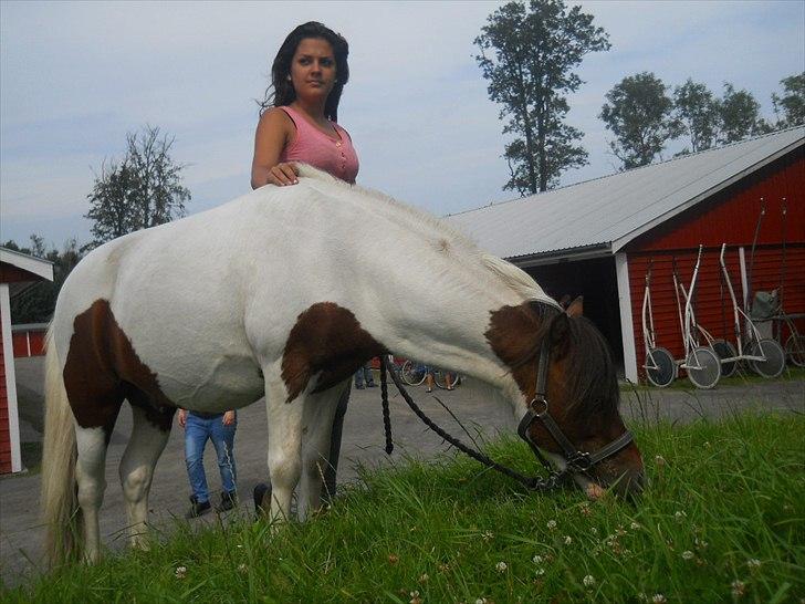 Shetlænder Simon billede 7