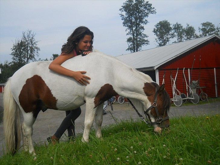 Shetlænder Simon billede 9