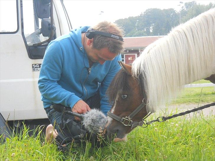 Shetlænder Simon - Simonski bliver filmet til Tv 2 bornholm:-* billede 1
