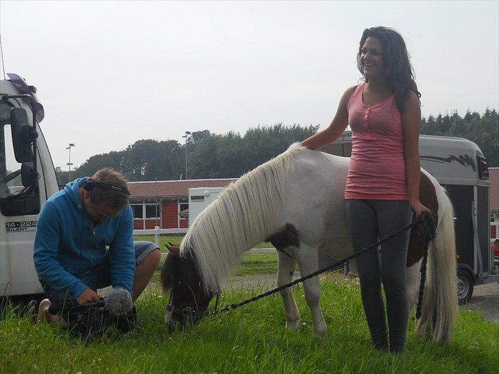 Shetlænder Simon billede 10
