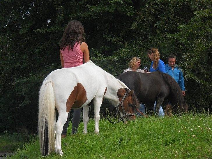 Shetlænder Simon billede 11
