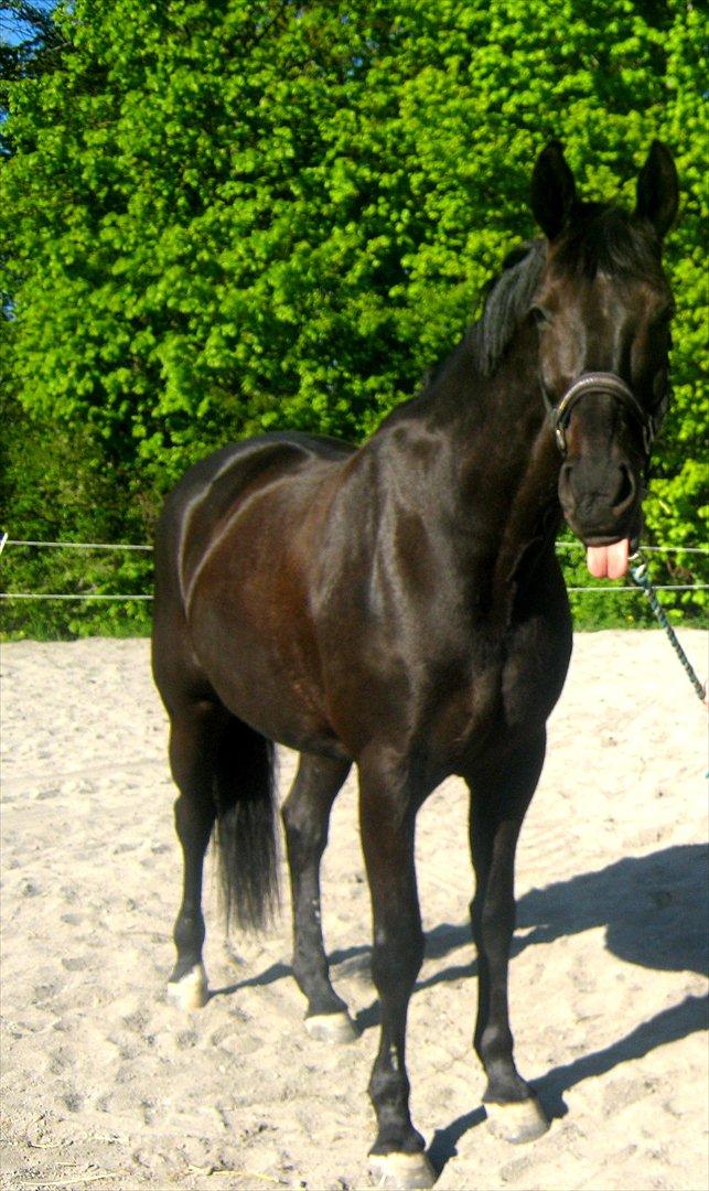 Dansk Varmblod Leasy - Beskriver meget tydeligt hvilken fræk hest hun er :-) billede 16
