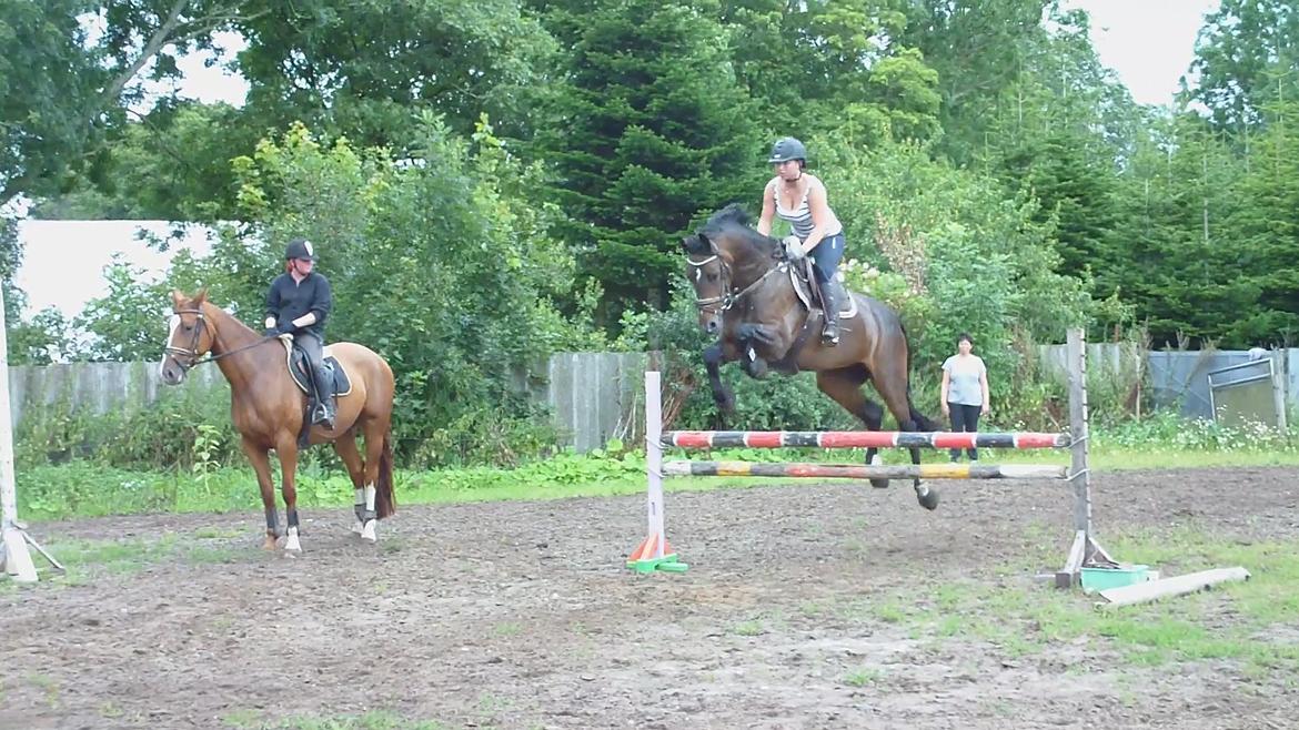 Dansk Varmblod Rødhøjs Felicia - 2012 billede 6