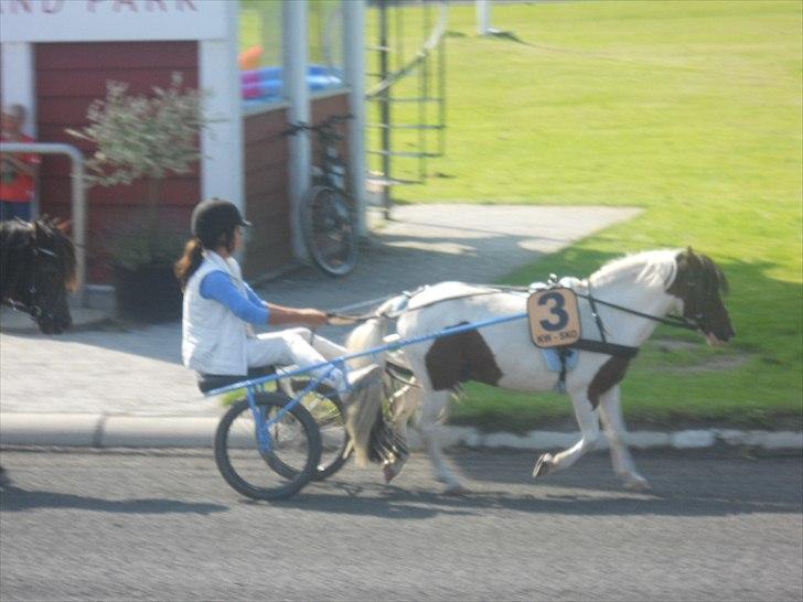 Shetlænder Simon - DM på bornholm 2011:-) billede 12