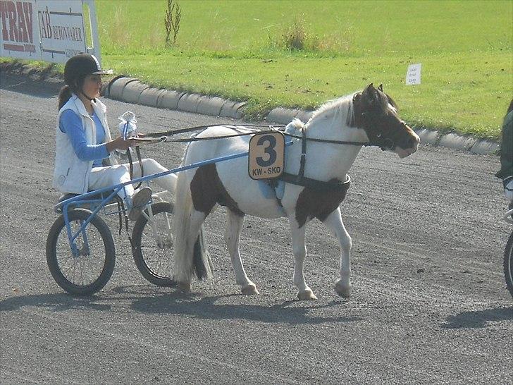 Shetlænder Simon - 4 plads i det åbne løb på bornholm(-: billede 13