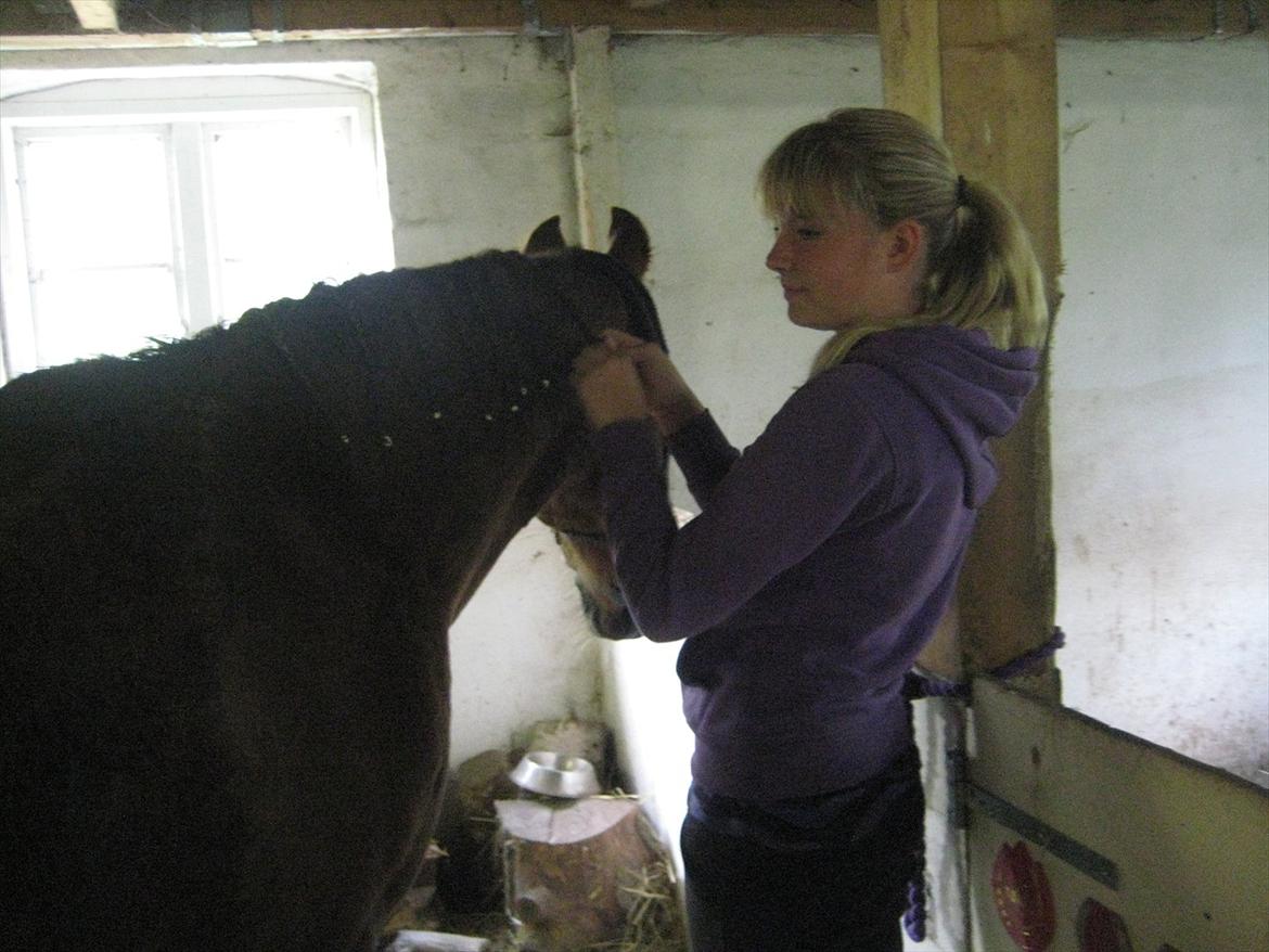 Anden særlig race Gambler billede 1