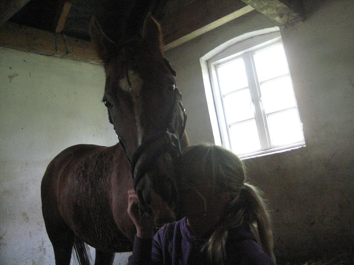 Anden særlig race Gambler billede 4