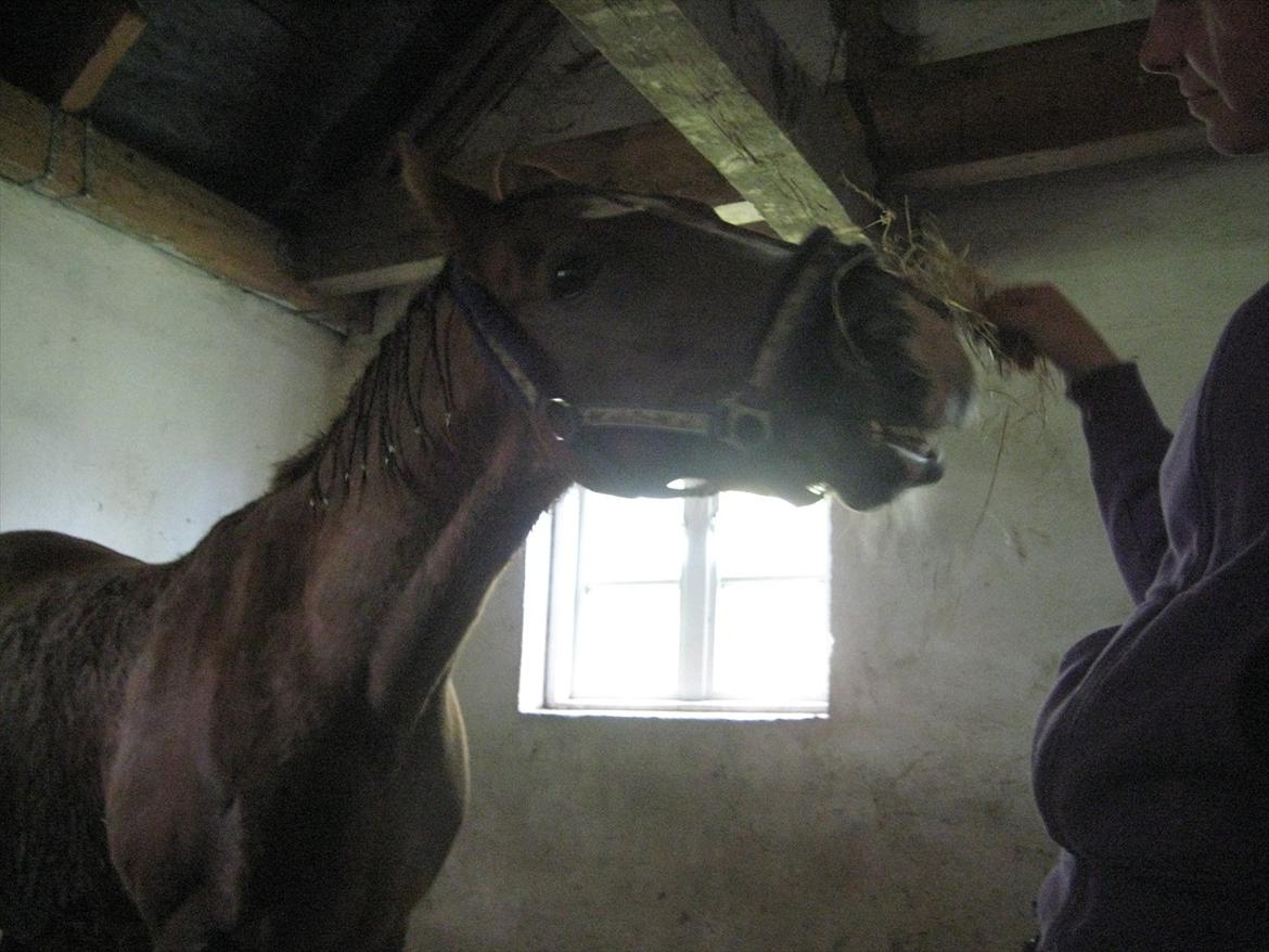 Anden særlig race Gambler billede 5