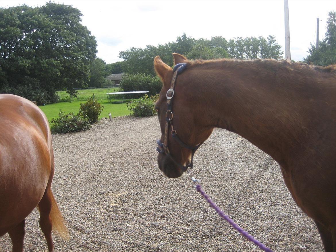 Anden særlig race Gambler billede 8