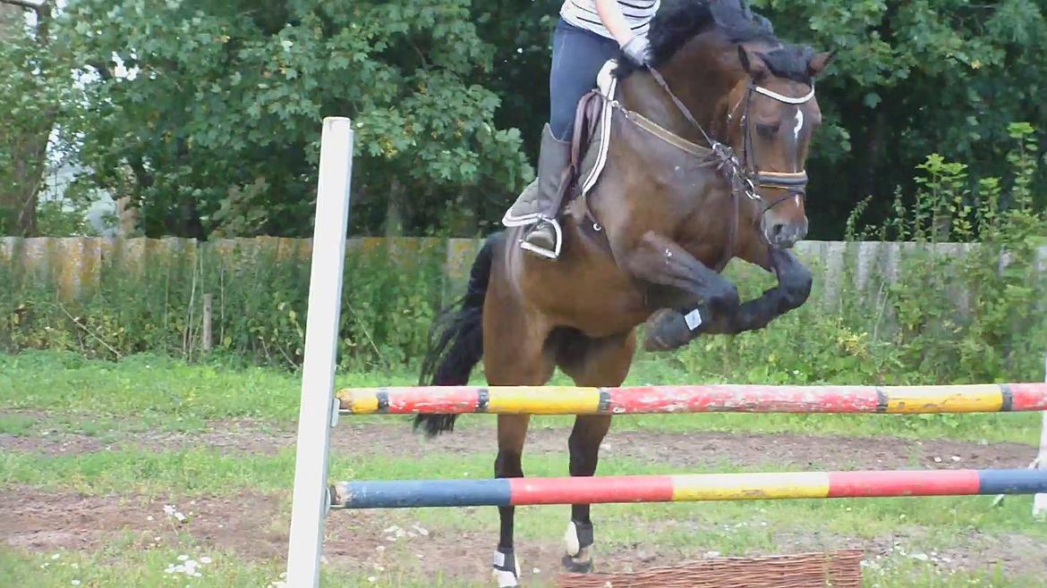 Dansk Varmblod Rødhøjs Felicia billede 7