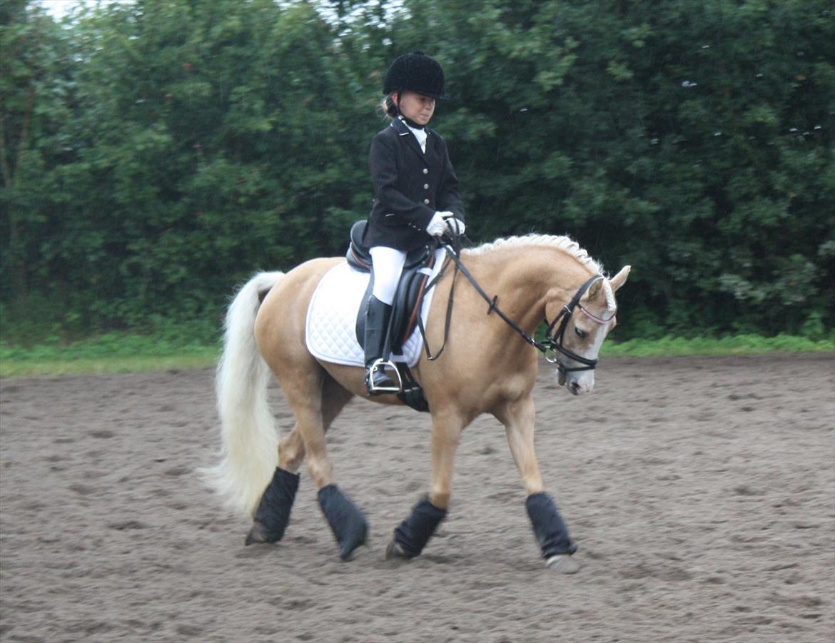 Welsh Mountain (sec A) Golden Guldlok billede 11