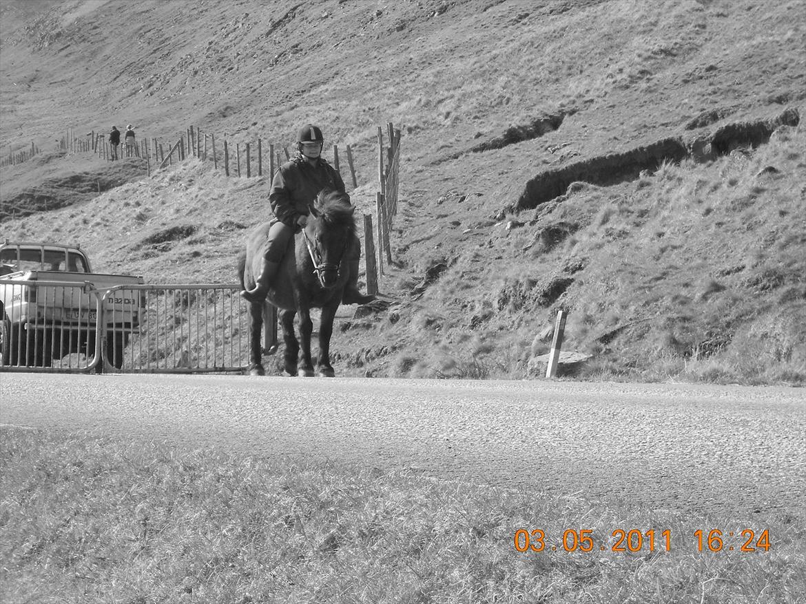 Færøsk hest sylvi - Sylvi og beinta billede 9