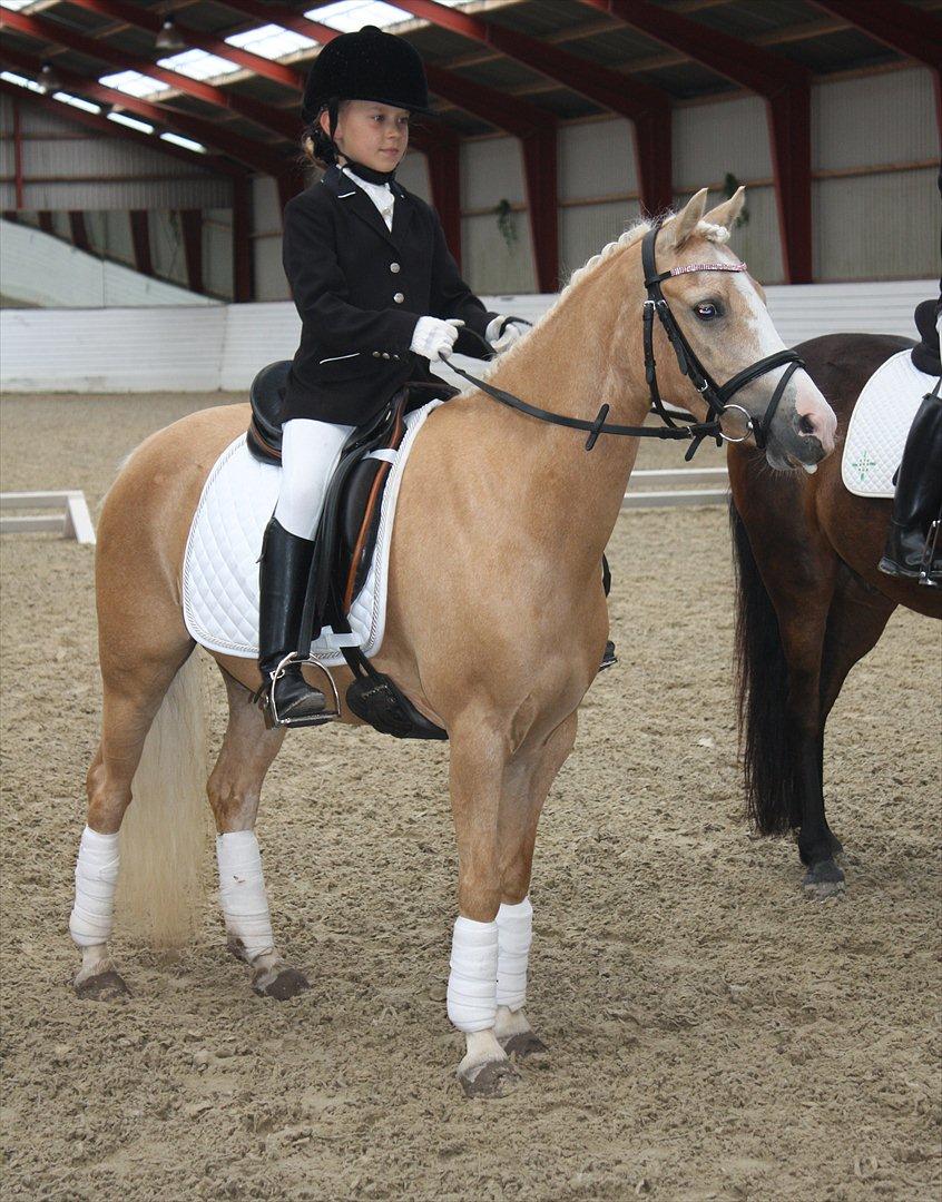 Welsh Mountain (sec A) Golden Guldlok billede 14