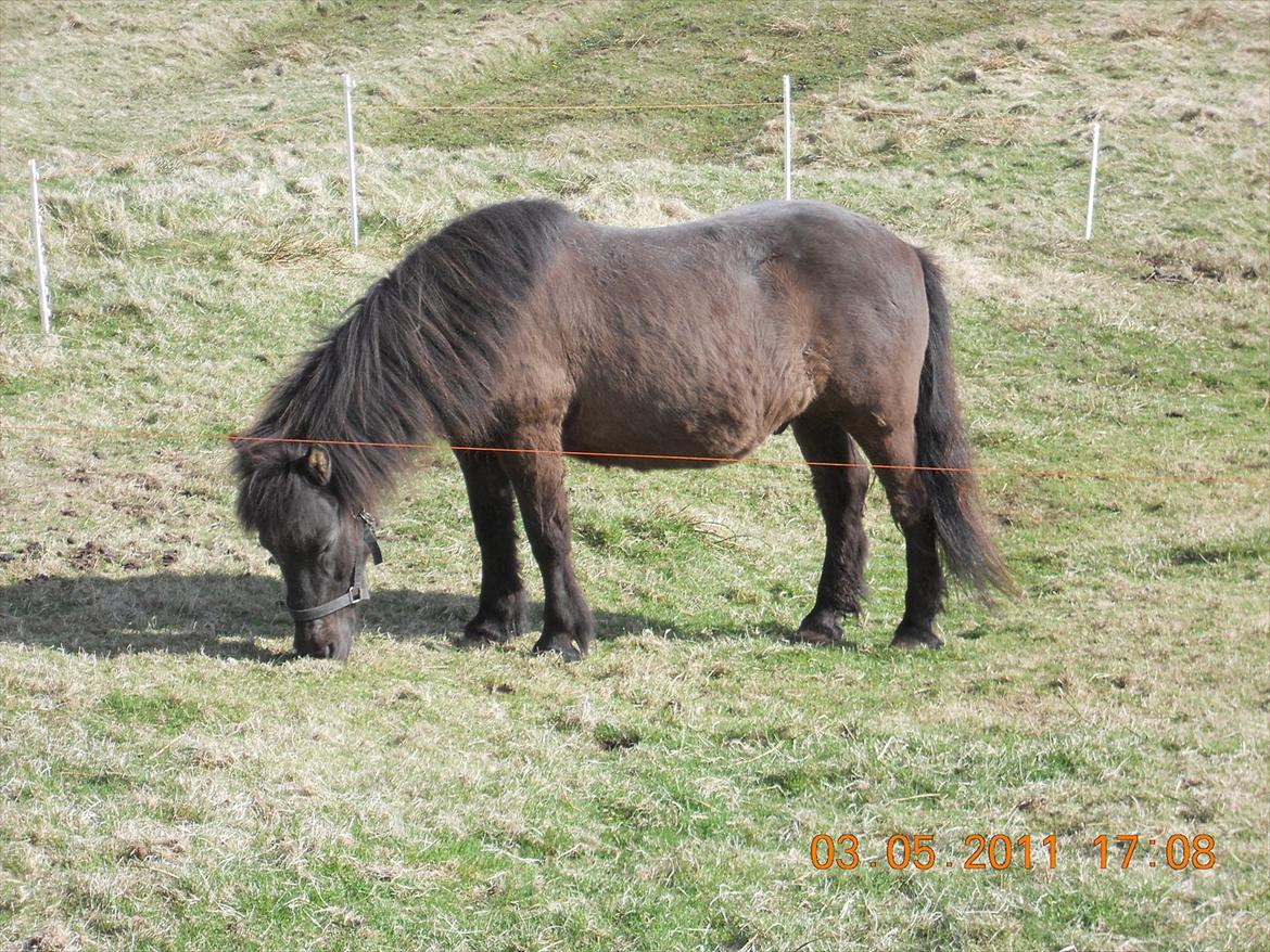 Færøsk hest sylvi billede 10