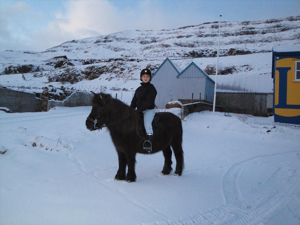 Færøsk hest sylvi - Sylvi og mig, første gang med hacamor :D billede 11