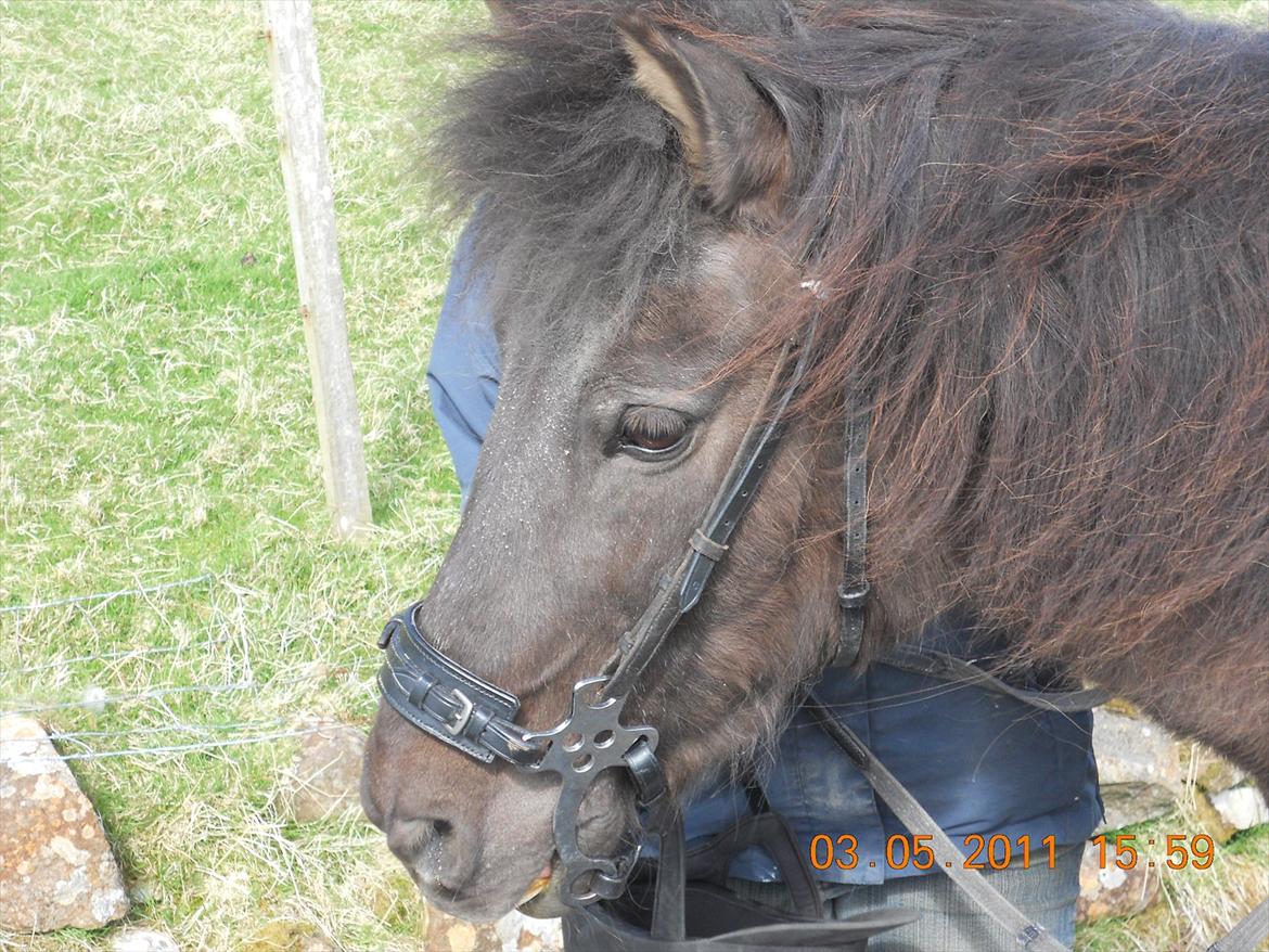 Færøsk hest sylvi - Sylvi med hacamor :D
 billede 12