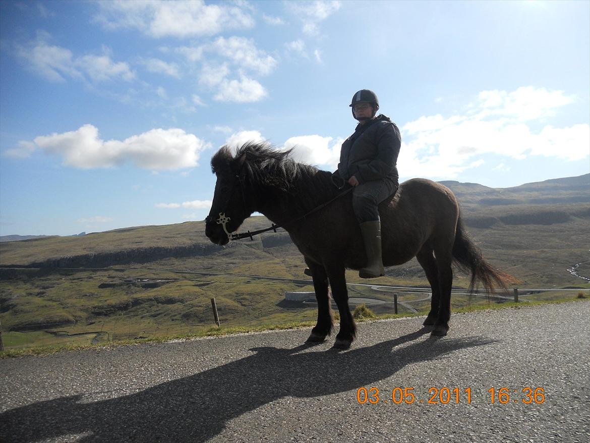 Færøsk hest sylvi - Sylvi og beinta :D 
en dejlig sommer dag  billede 13