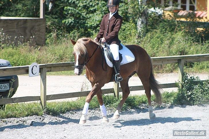 New Forest Sun Fire l Soulmate l - the sun goes down, the stars came out, and my university will never be the same! billede 16